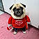 Oliver The Pug