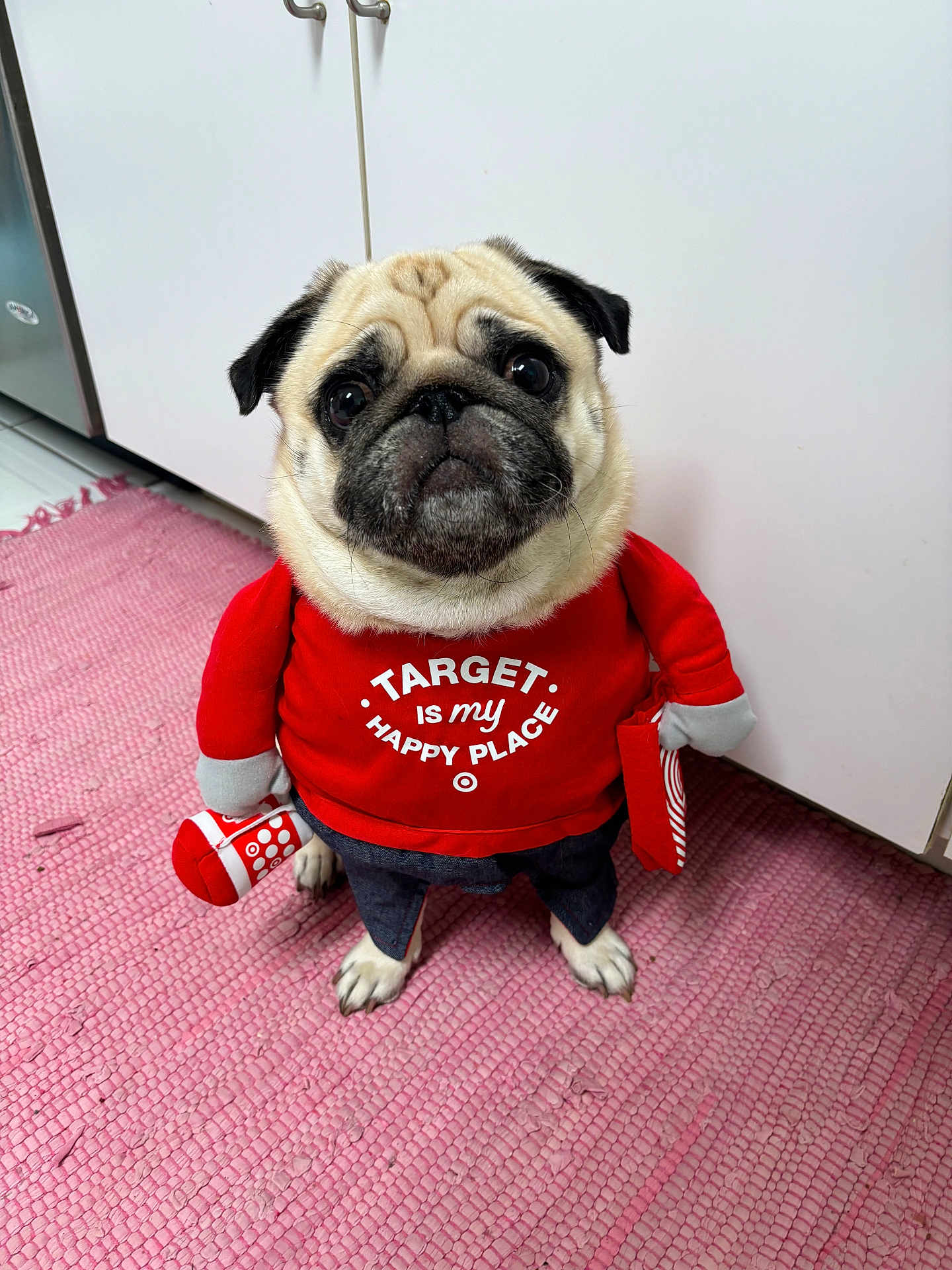 Oliver The Pug is registered to the contest to win money with this photo: animal, canine, clothing, dog, glove, indoors, knitwear, pet, pug, puppy, sweater, sweatshirt