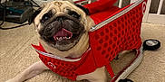 Oliver The Pug is registered to the contest to win money with this photo: animal, architecture, building, bulldog, canine, dog, dogbed, frenchbulldog, furniture, indoors, interiordesign, livingroom, pet, photography, pitbull, pug, puppy, room, shoppingcart, wood