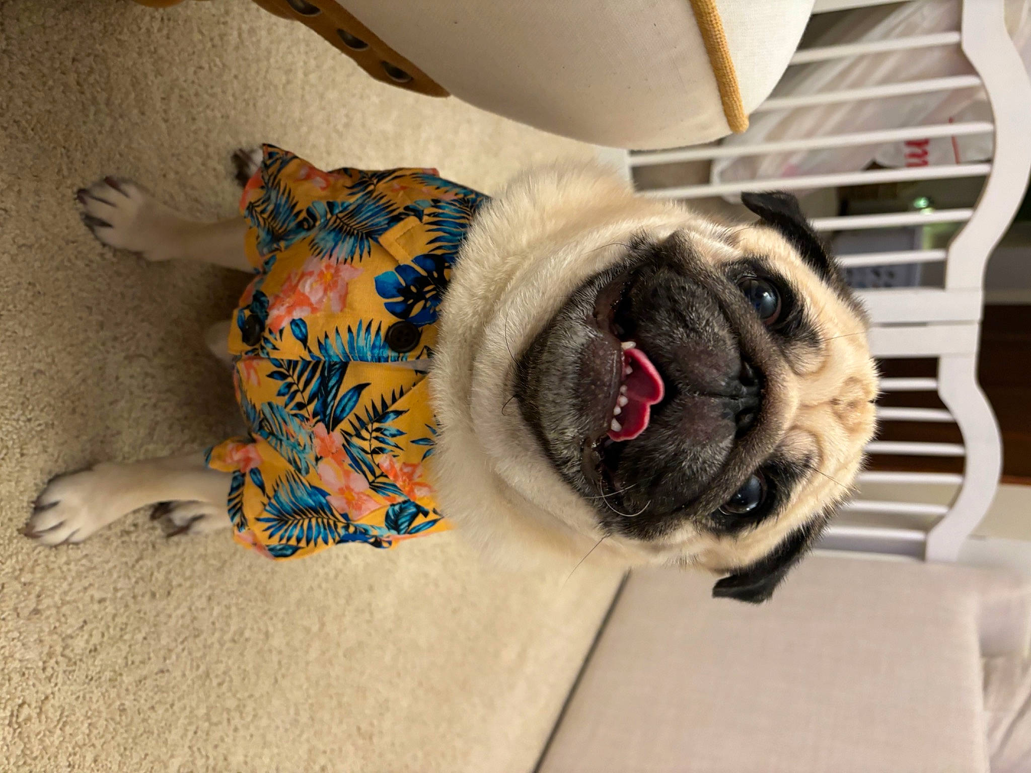 Oliver joined the competition — help win amazing prizes! carnivore, collar, comfort, companion_dog, dog, dog_breed, fawn, floor, flooring, fur, linens, paw, pet_supply, pug, tail, toy_dog, whiskers, wood, working_animal, wrinkle