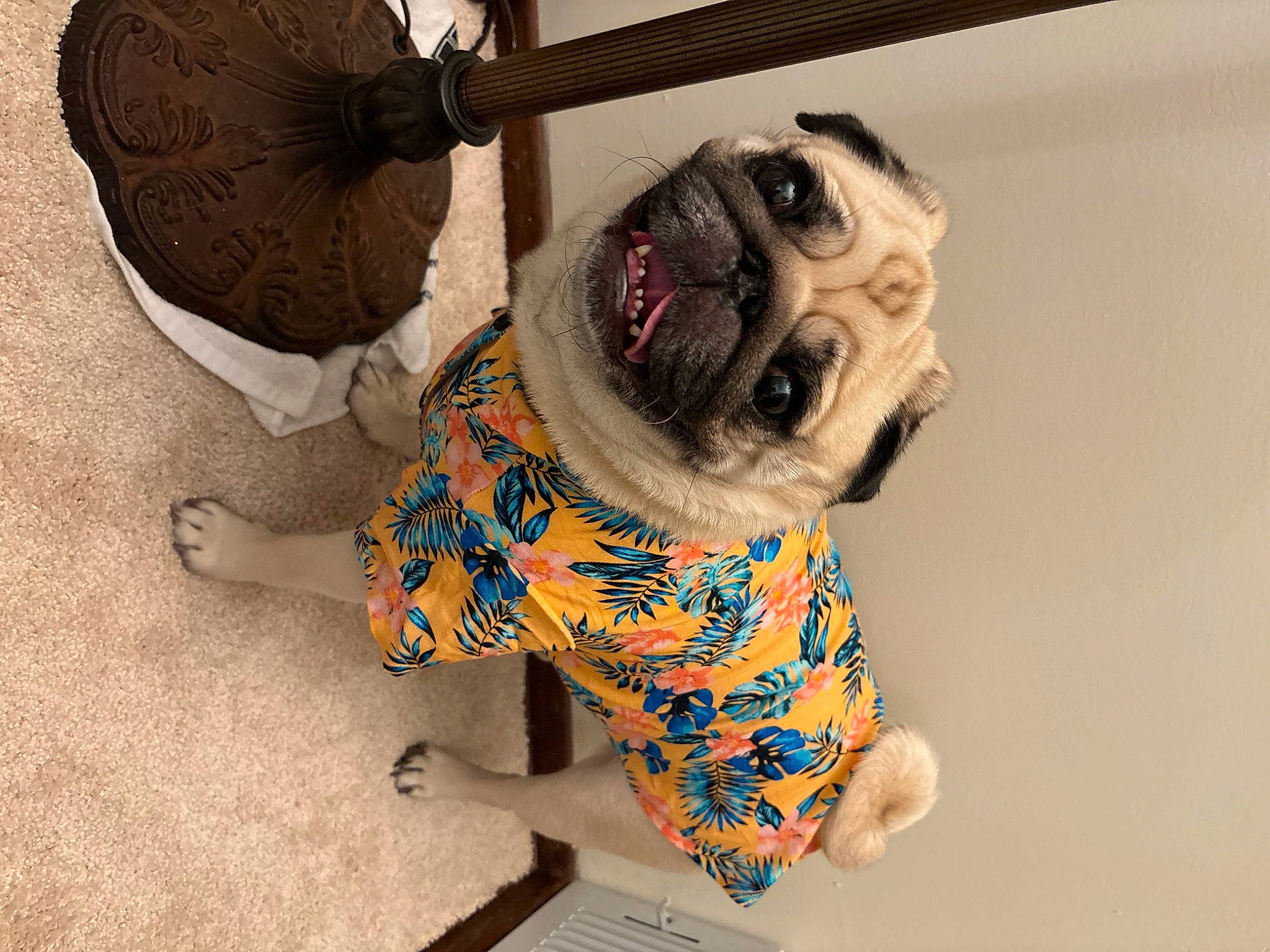 Oliver is registered to the contest to win money with this photo: art, canidae, carnivore, collar, companion_dog, dog, dog_breed, dog_clothes, dog_collar, dog_supply, fawn, leash, pet_supply, pug, snout, sporting_group, tail, toy, toy_dog, working_animal