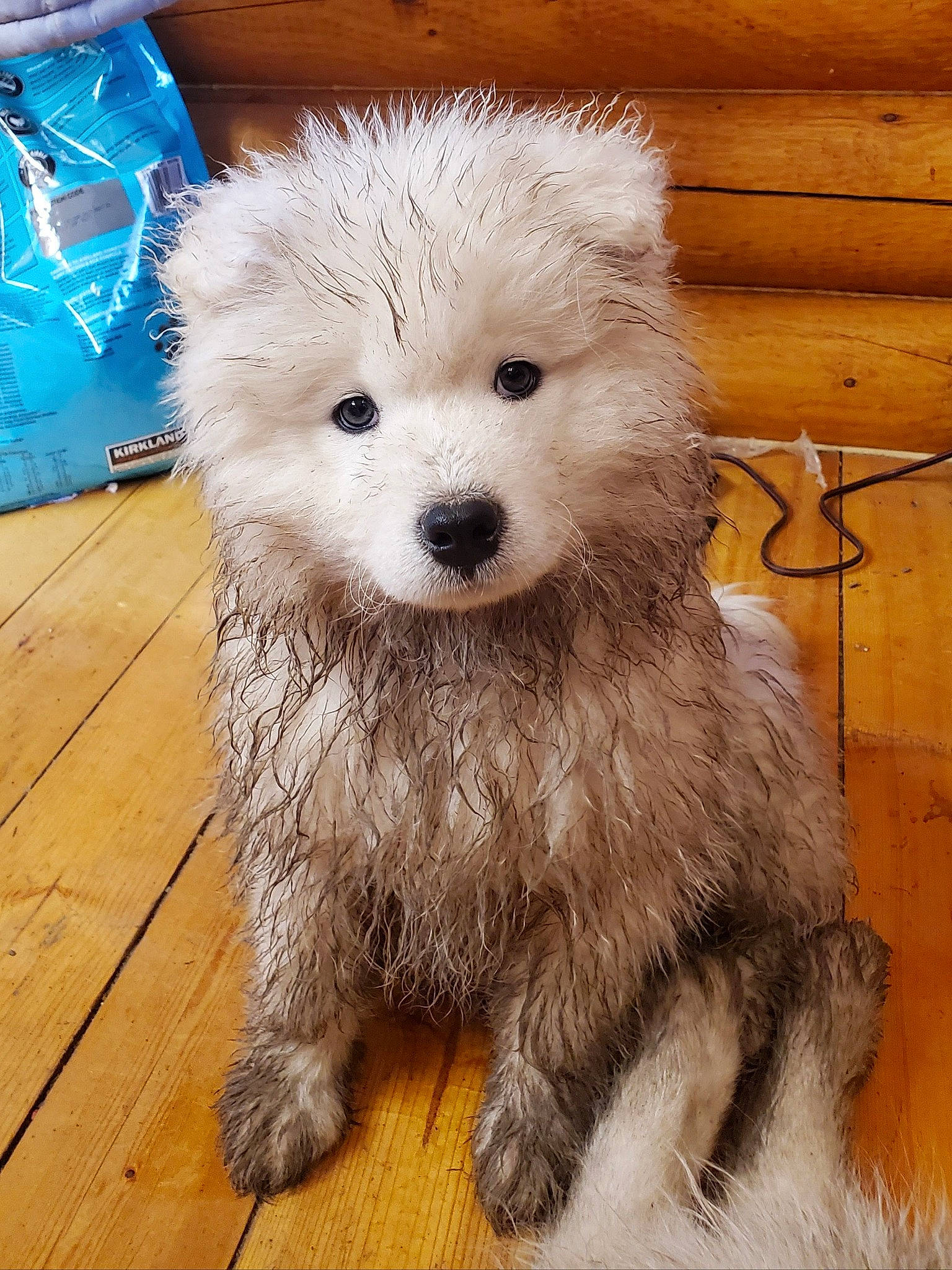 Anastasia is registered to the contest to win money with this photo: ancient_dog_breeds, bolognese, canidae, carnivore, companion_dog, dog, dog_breed, fur, mammal, non_sporting_group, nose, puppy, rare_breed_dog, samoyed, vertebrate