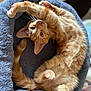 cat, kitten, orange_tabby, pet_bed, cozy, stretching, paws, fur, whiskers, curious, cute, indoor, animal, playful, relaxed, feline, soft, sleeping_area, tail, ears