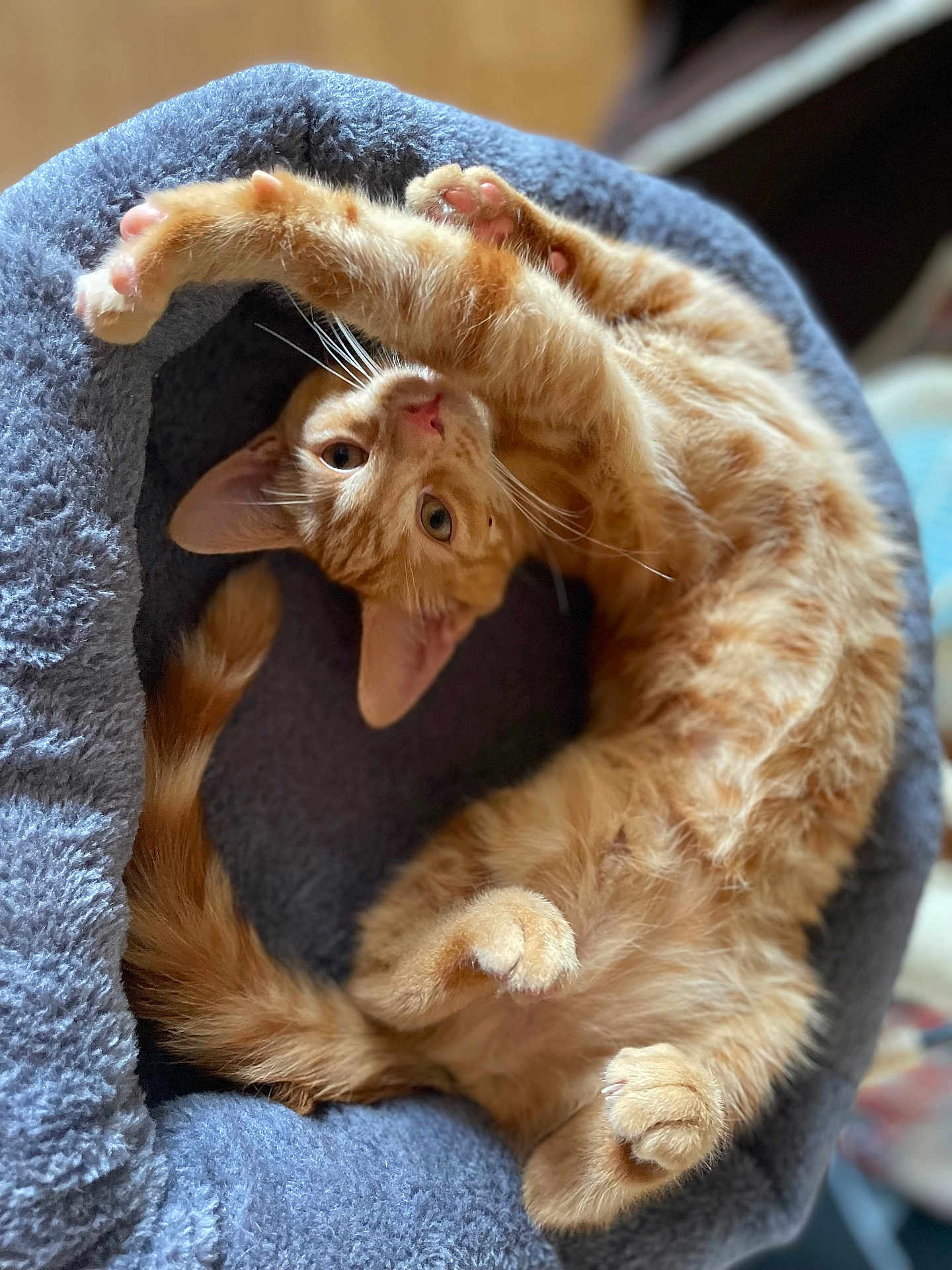 Amber joined the competition — help win amazing prizes! cat, kitten, orange_tabby, pet_bed, cozy, stretching, paws, fur, whiskers, curious, cute, indoor, animal, playful, relaxed, feline, soft, sleeping_area, tail, ears