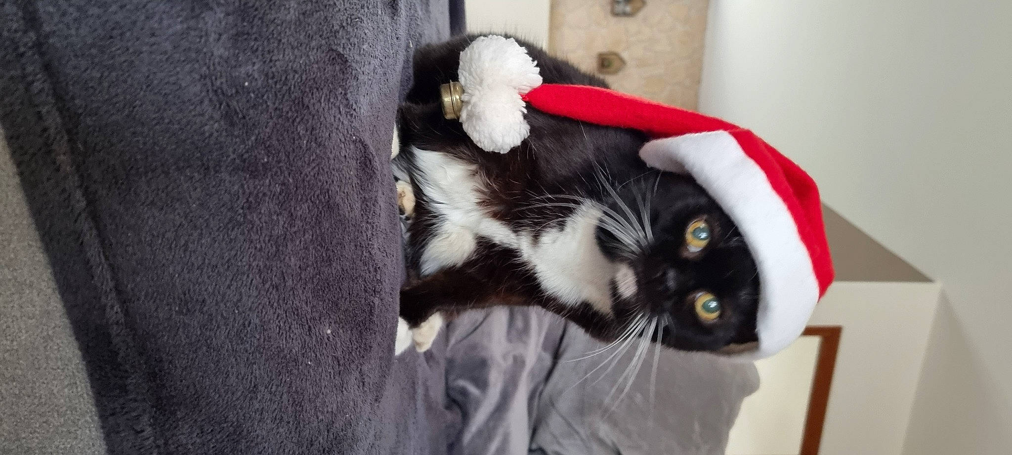 Cartoon a rejoint le concours — aidez-le/la à gagner de superbes lots ! beard, carnivore, cat, claw, collar, comfort, domestic_short_haired_cat, eye, felidae, fur, hat, paw, plant, small_to_medium_sized_cats, snout, tail, terrestrial_animal, whiskers