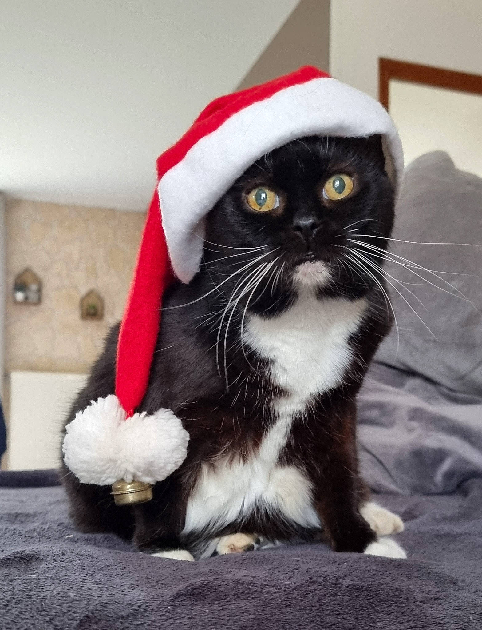 Cartoon a rejoint le concours — aidez-le/la à gagner de superbes lots ! bow_tie, carmine, carnivore, cat, costume_hat, domestic_short_haired_cat, event, felidae, foot, formal_wear, fur, holiday, human_leg, paw, small_to_medium_sized_cats, snout, suit, tail, tuxedo, whiskers