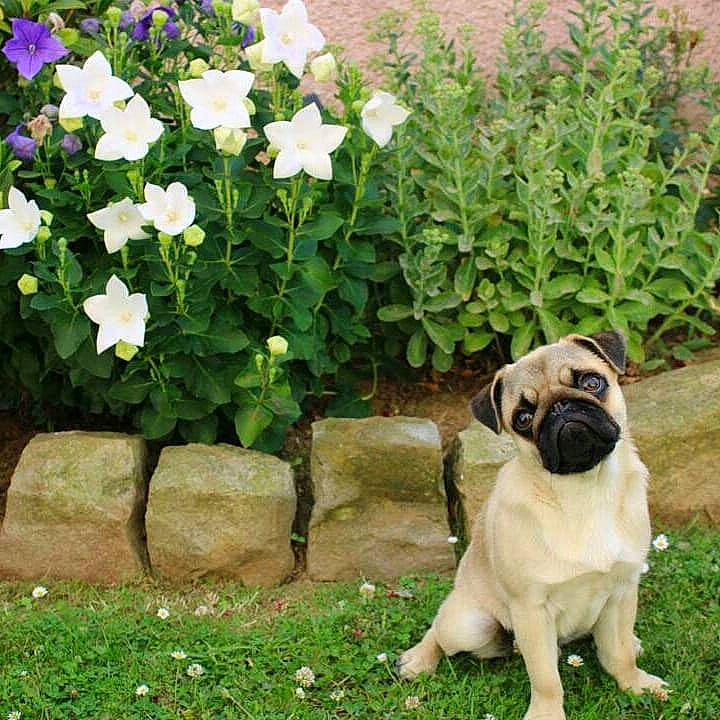 Ralfy a rejoint le concours — aidez-le/la à gagner de superbes lots ! american_mastiff, canidae, carnivore, companion_dog, dog, dog_breed, english_mastiff, fawn, flower, garden, grass, hydrangea, lawn, plant, pug, puppy, shrub, sporting_group, toy_dog, yard