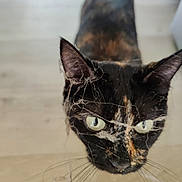 Danette a rejoint le concours — aidez-le/la à gagner de superbes lots ! cat, tortoiseshell, animal, pet, feline, whiskers, ears, eyes, spider_web, curious, closeup, floor, indoor, portrait, looking_up, fur, mammal, domestic_animal, face, exploration