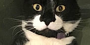 Panda joined the competition — help win amazing prizes! cat, tuxedo_cat, pet, whiskers, yellow_eyes, white_paws, black_and_white, portrait, closeup, indoor, fur, collar, cute, surprised_expression, lying_on_back, paws_up, big_eyes, soft_texture, domestic_cat, blanket