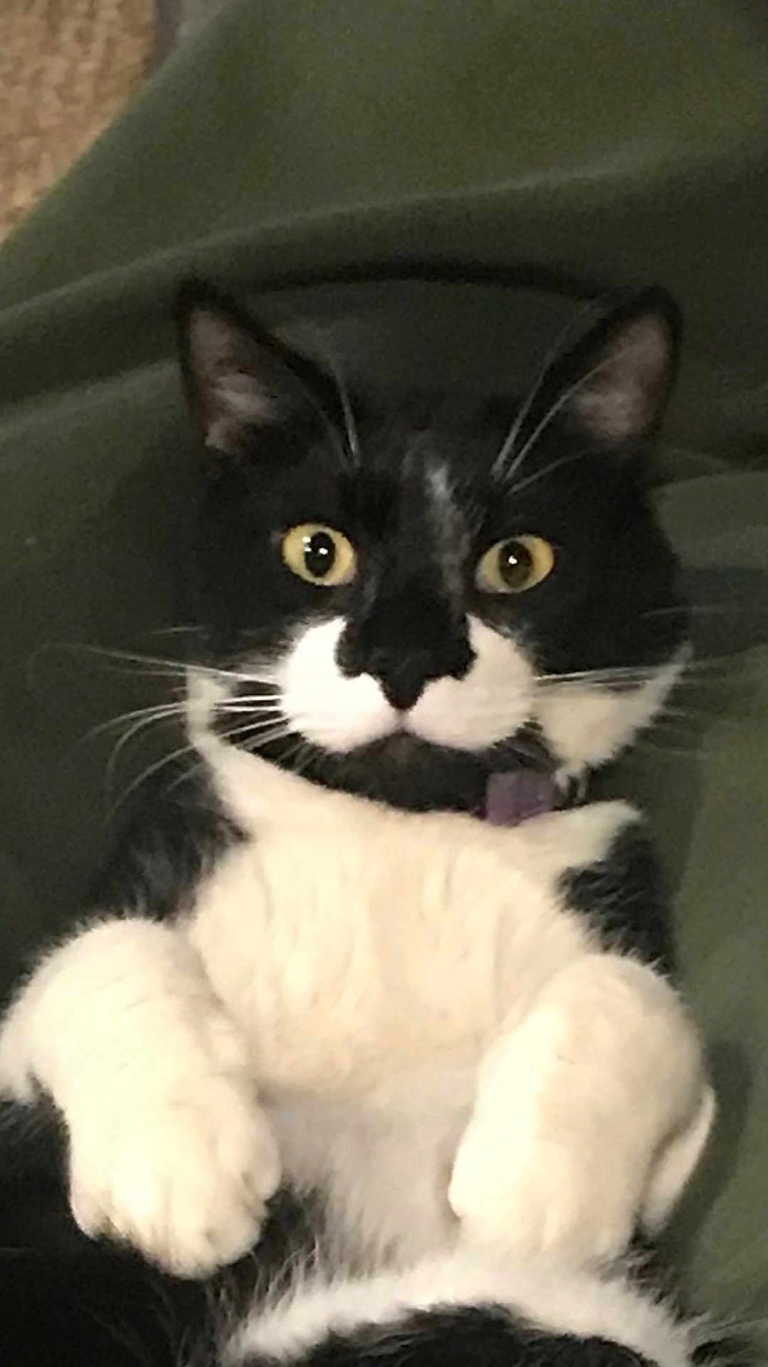 Panda joined the competition — help win amazing prizes! cat, tuxedo_cat, pet, whiskers, yellow_eyes, white_paws, black_and_white, portrait, closeup, indoor, fur, collar, cute, surprised_expression, lying_on_back, paws_up, big_eyes, soft_texture, domestic_cat, blanket