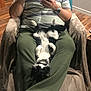 cat, tuxedo_cat, person, sitting, recliner, smartphone, lap, paws_up, relaxed, indoor, home, beard, watch, striped_shirt, green_pants, hardwood_floor, blanket, whiskers, cozy, pet