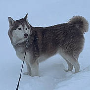 Bear is registered to the contest to win money with this photo: dog, husky, snow, leash, outdoor, winter, fluffy_tail, canine, pet, animal, cold, fur, blue_eyes, standing, nature, walking, frozen, winter_climate, snowy_ground, mammal