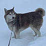 dog, husky, snow, leash, outdoor, winter, fluffy_tail, canine, pet, animal, cold, fur, blue_eyes, standing, nature, walking, frozen, winter_climate, snowy_ground, mammal