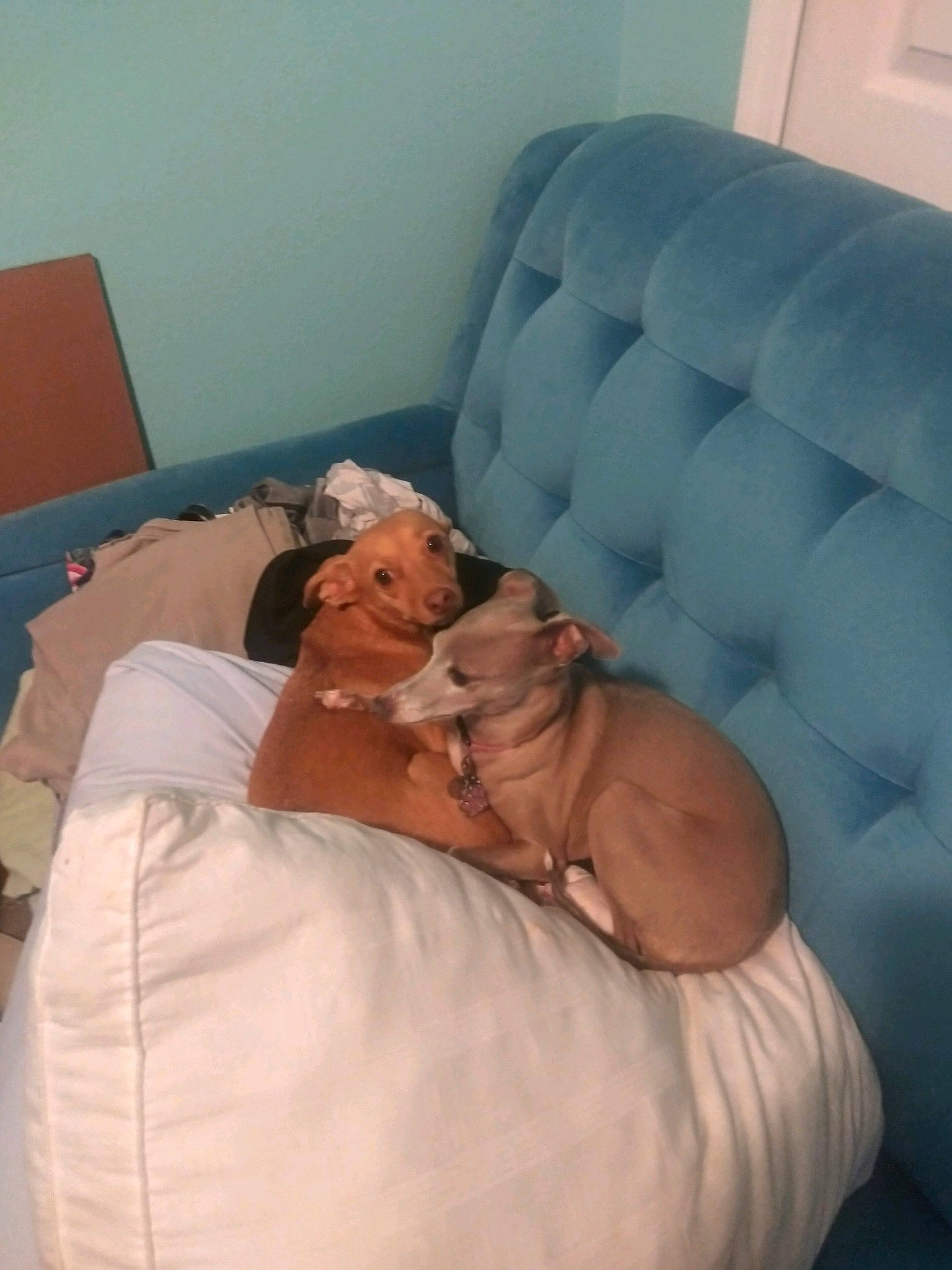 Juliet is registered to the contest to win money with this photo: bedding, bedtime, canidae, carnivore, comfort, companion_dog, couch, dog, dog_breed, fawn, flooring, human_leg, knee, leisure, linens, nap, room, sporting_group, studio_couch, thigh