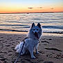 dog, white_dog, beach, sand, sunset, water, ocean, waves, leash, pet, animal, outdoor, sky, clouds, sailboat, nature, happy, tongue_out, sitting, scenic
