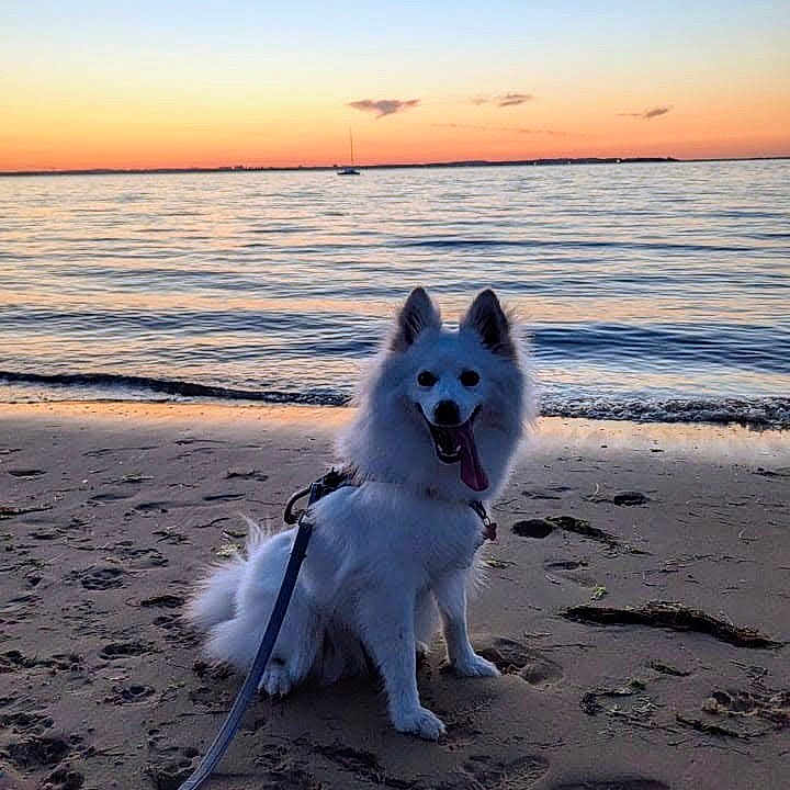 Naska participe au concours pour gagner de l'argent avec cette photo : animal, beach, clouds, dog, happy, leash, nature, ocean, outdoor, pet, sailboat, sand, scenic, sitting, sky, sunset, tongue_out, water, waves, white_dog