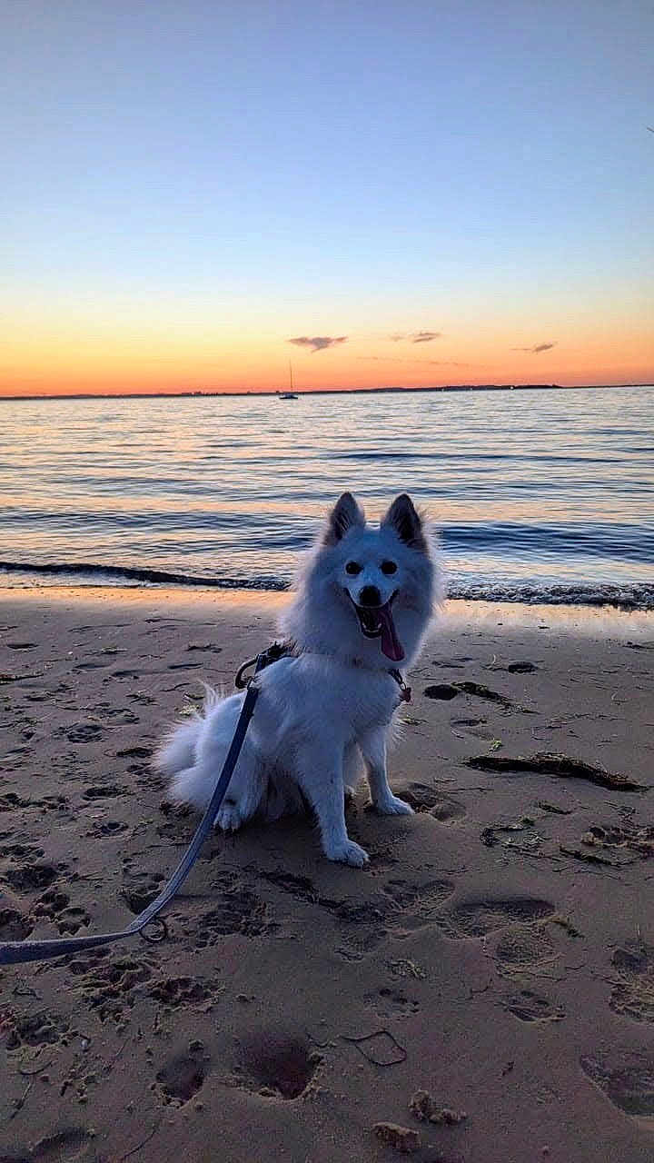 Naska participe au concours pour gagner de l'argent avec cette photo : dog, white_dog, beach, sand, sunset, water, ocean, waves, leash, pet, animal, outdoor, sky, clouds, sailboat, nature, happy, tongue_out, sitting, scenic