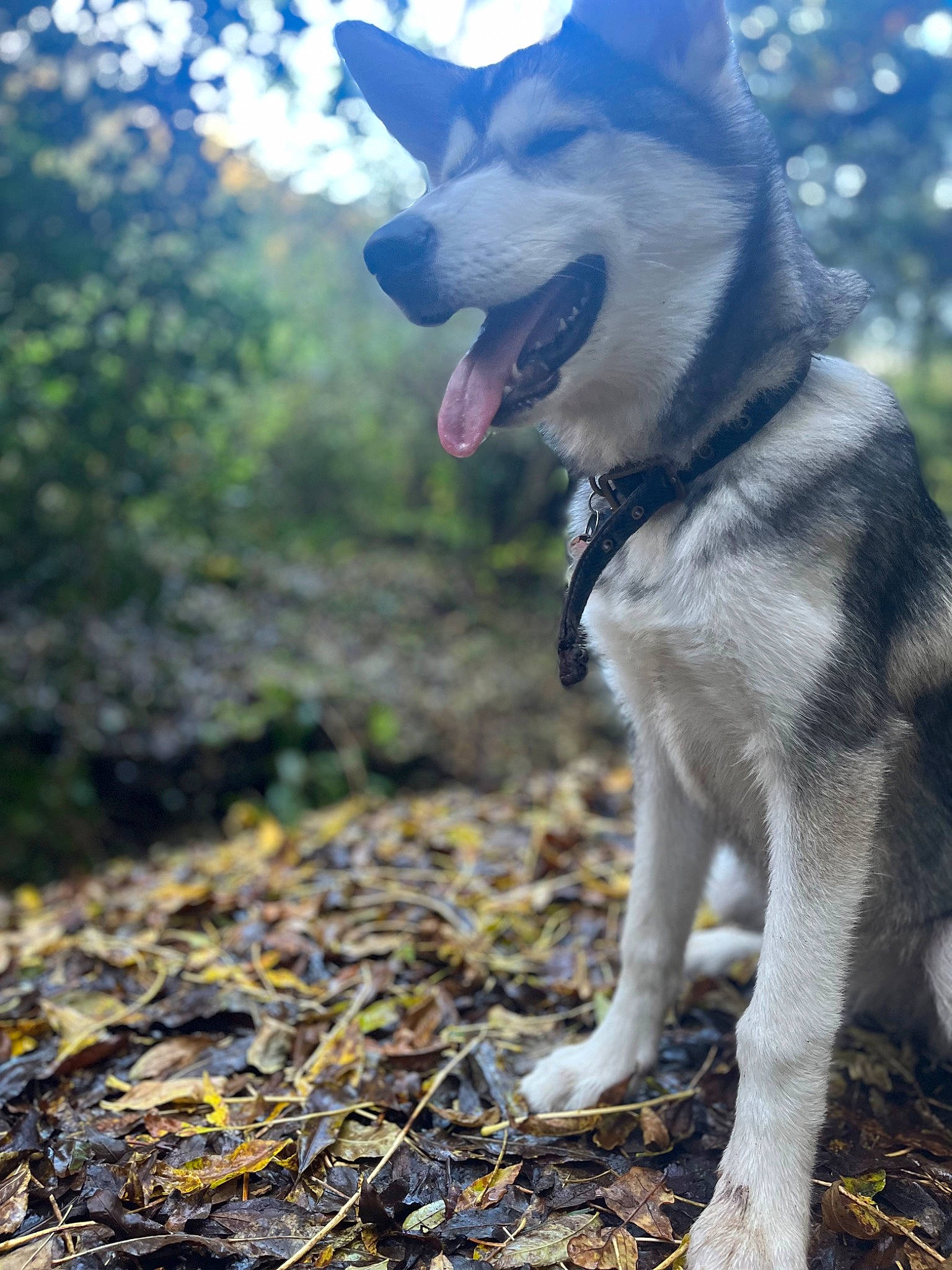 Eska joined the competition — help win amazing prizes! carnivore, collar, companion_dog, dog, dog_breed, dog_collar, fashion_accessory, fawn, grass, leash, plant, sky, sled_dog, soil, sporting_group, tail, tree, whiskers, working_animal, working_dog