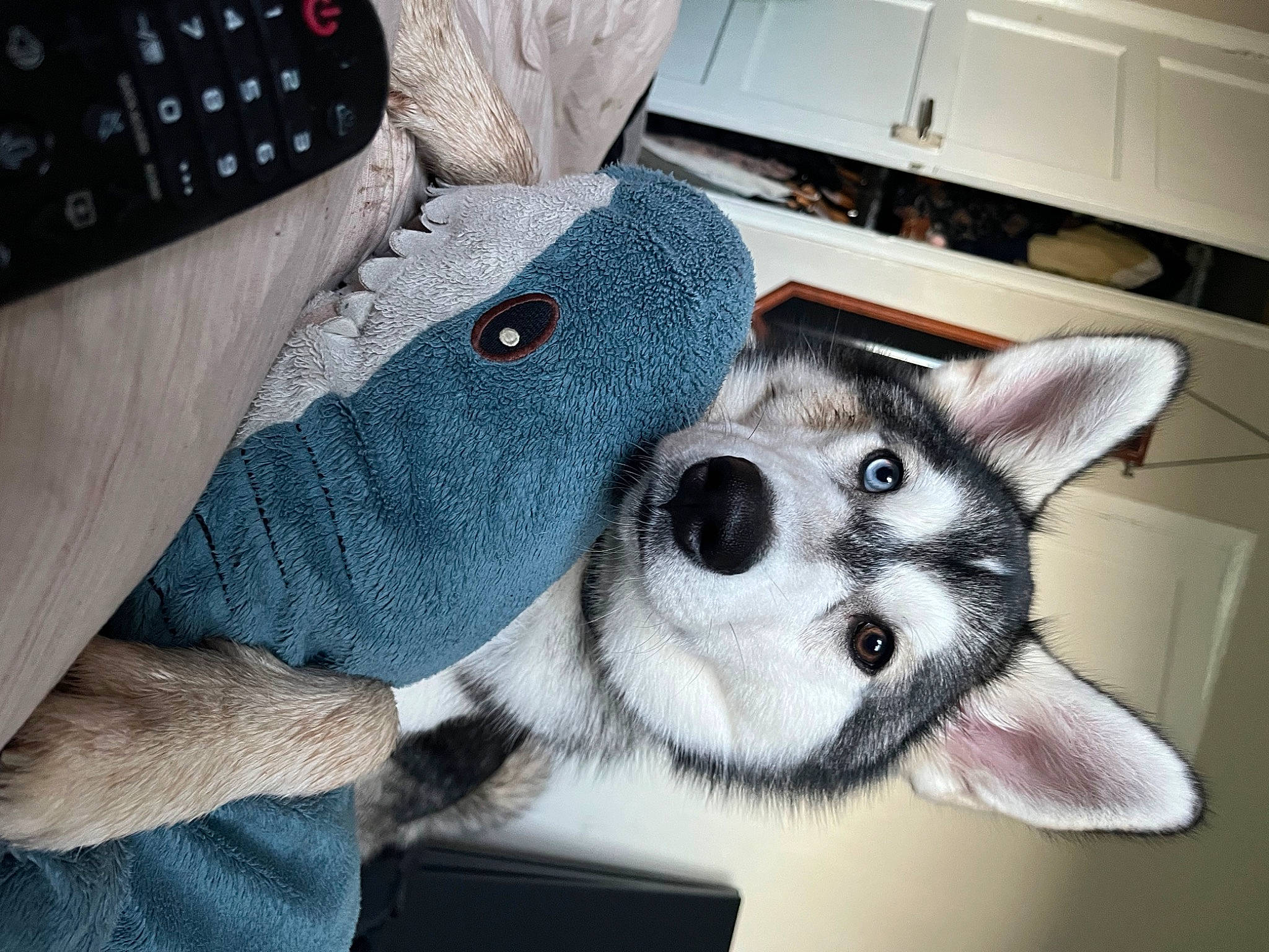 Eska joined the competition — help win amazing prizes! cabinetry, cap, carnivore, companion_dog, denim, dog, dog_breed, fashion_accessory, fawn, felidae, flooring, fur, grey, home_appliance, kitchen, kitchen_appliance, paw, small_to_medium_sized_cats, snout, whiskers