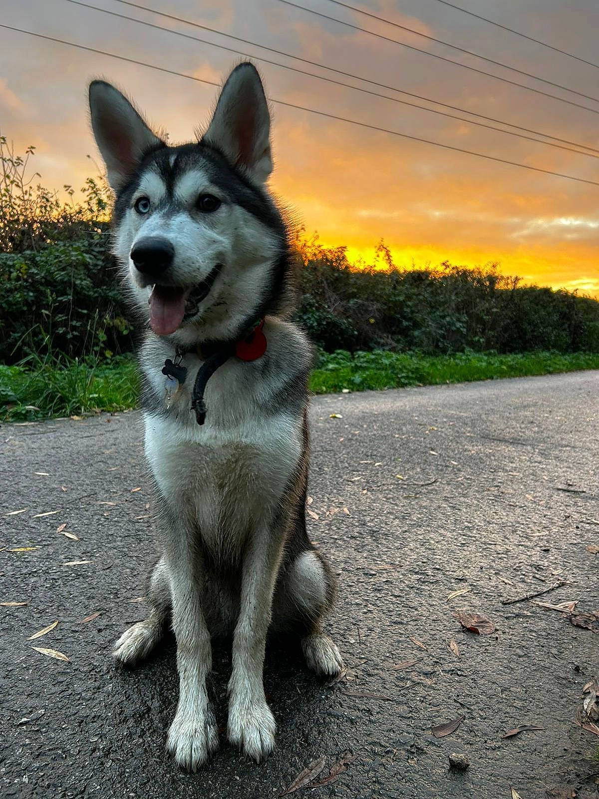 Eska is registered to the contest to win money with this photo: asphalt, canidae, canis, carnivore, cloud, companion_dog, dog, dog_breed, fawn, grass, plant, road_surface, siberian_husky, sky, snout, sporting_group, tail, terrestrial_animal, working_animal, working_dog