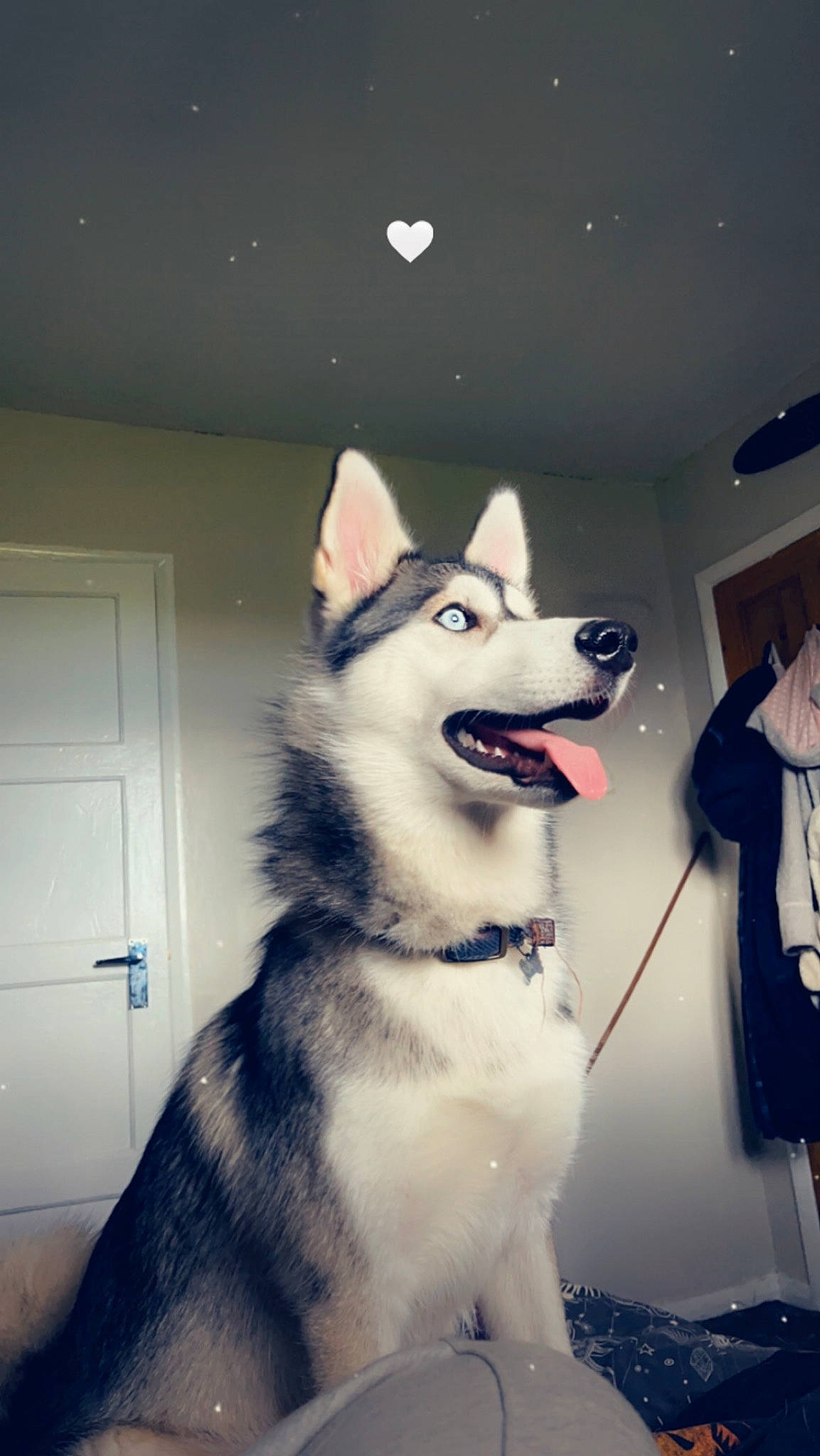 Eska joined the competition — help win amazing prizes! ancient_dog_breeds, canidae, canis, carnivore, collar, companion_dog, dog, dog_breed, dog_collar, door, electric_blue, flash_photography, fur, hat, jaw, non_sporting_group, sled_dog, t_shirt, whiskers, working_dog