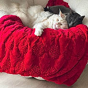 Tekila participe au concours pour gagner de l'argent avec cette photo : cat, cats, white_cat, gray_cat, red_blanket, cozy, cuddling, sleeping, fur, paw, whiskers, armchair, plush, home_interior, pet, napping, relaxed, floor, blanket_texture, companion
