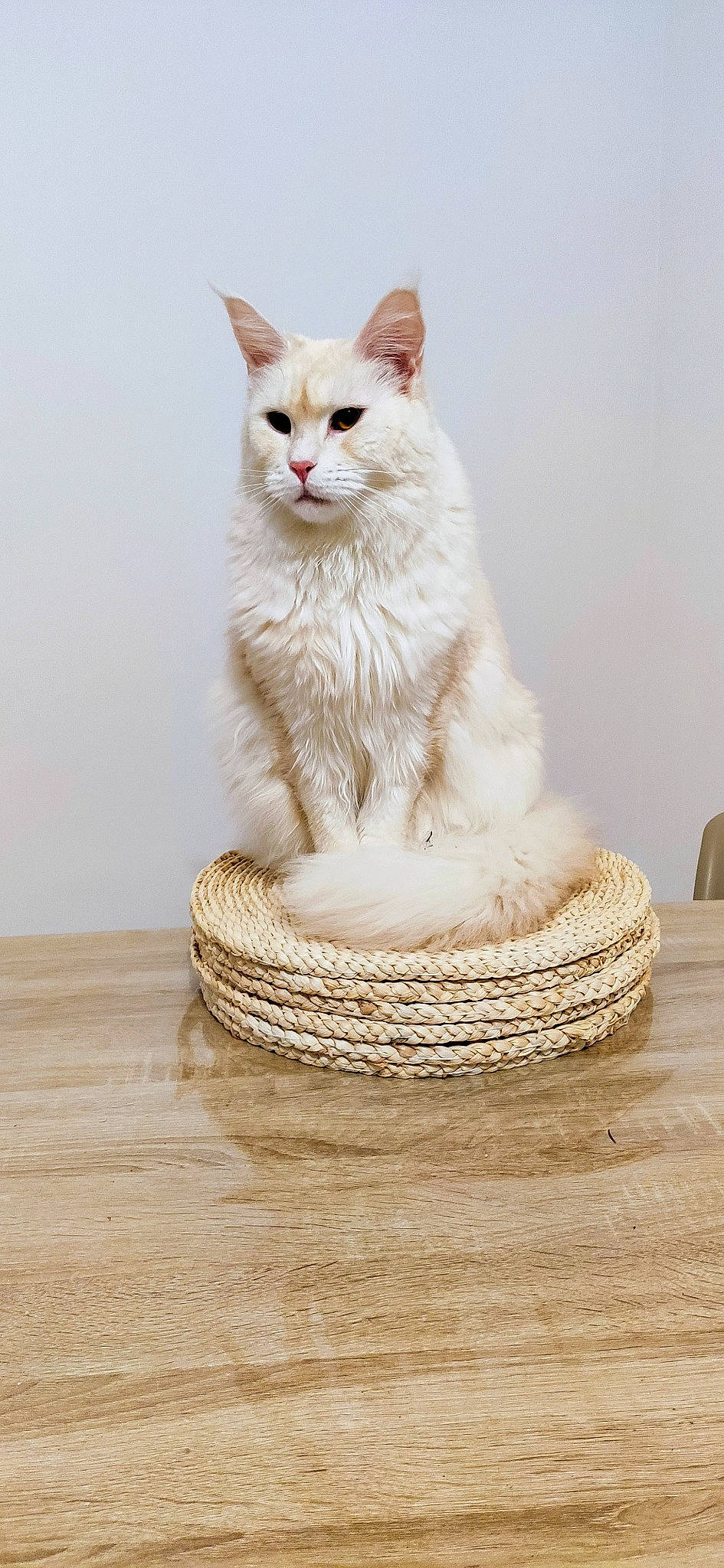 Tekila a rejoint le concours — aidez-le/la à gagner de superbes lots ! carnivore, cat, cat_supply, felidae, flooring, fur, hardwood, paw, porcelain, rectangle, sitting, small_to_medium_sized_cats, tail, whiskers, wood, wood_flooring