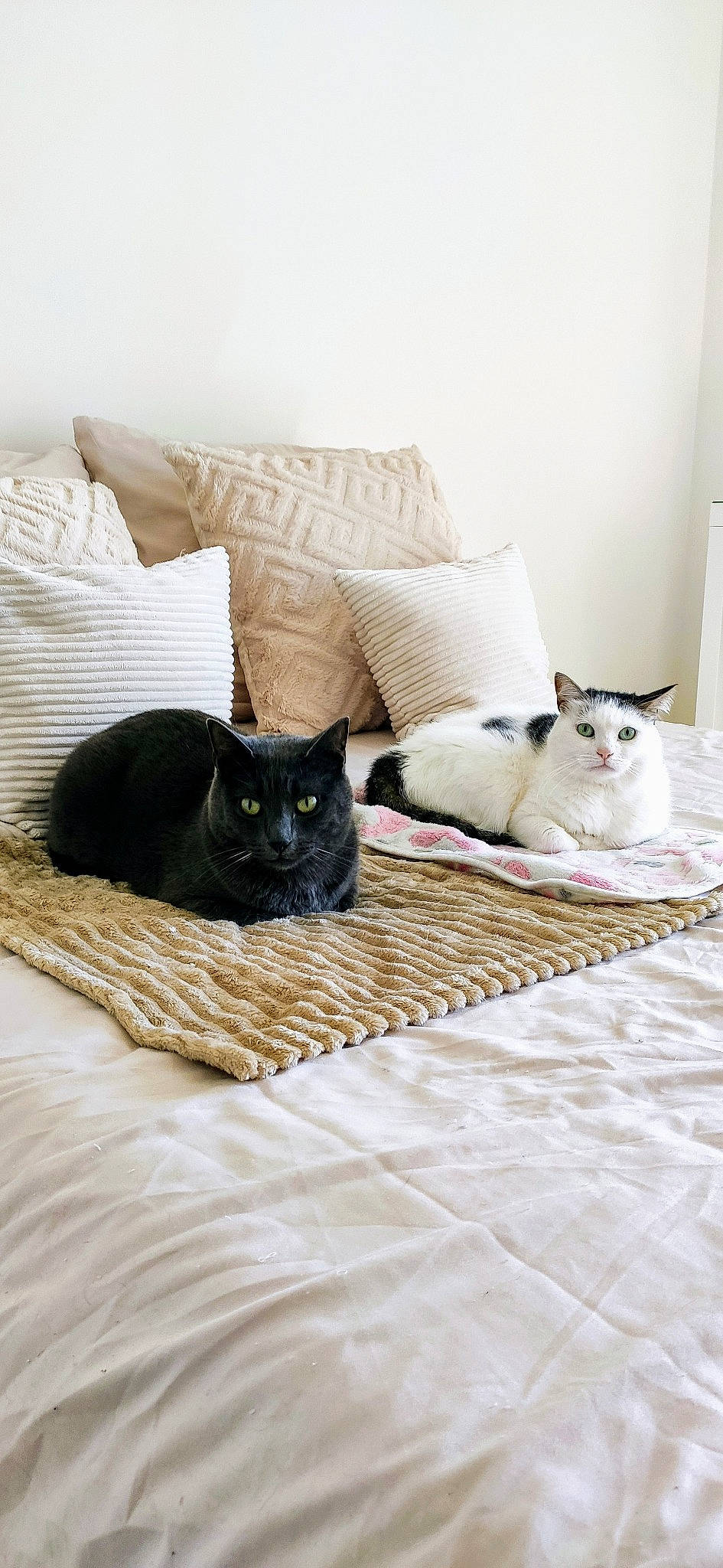 Saphir a rejoint le concours — aidez-le/la à gagner de superbes lots ! bed, bed_sheet, bedding, bedroom, carnivore, cat, comfort, felidae, flooring, fur, grey, hardwood, linens, room, small_to_medium_sized_cats, studio_couch, tail, textile, whiskers, wood