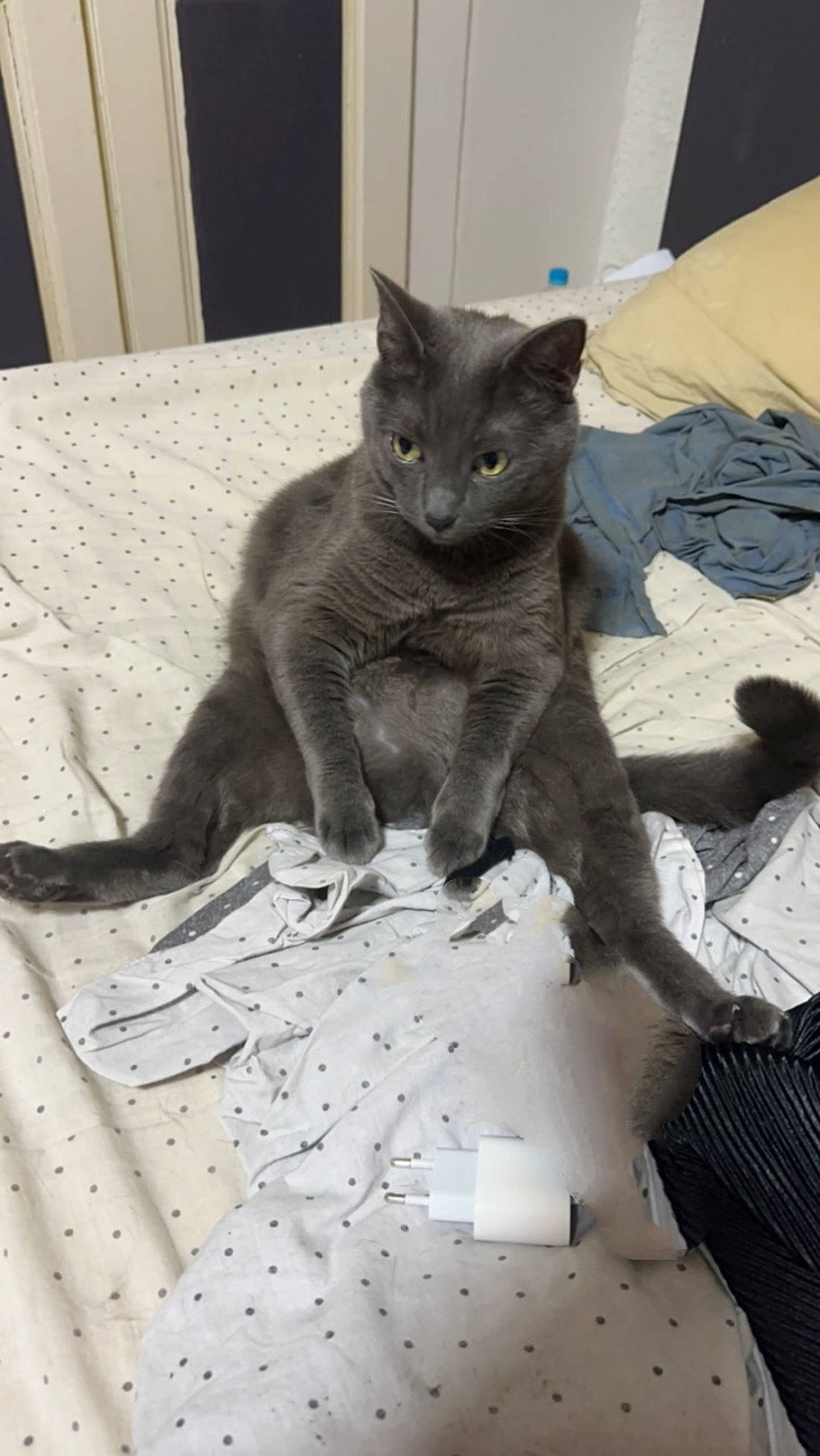 Saphir a rejoint le concours — aidez-le/la à gagner de superbes lots ! black_cat, carnivore, cat, chartreux, claw, comfort, domestic_short_haired_cat, felidae, flooring, fur, grey, linens, pattern, paw, russian_blue, sitting, small_to_medium_sized_cats, snout, tail, whiskers