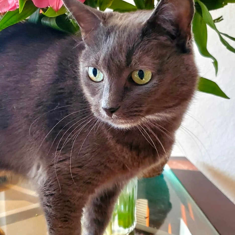 Wanda is registered to the contest to win money with this photo: animal, cat, closeup, curious, domestic_cat, feline, flower, glass_table, gray_cat, green_leaves, houseplant, indoor, pet, pink_flower, plant, still_life, table, whiskers, wooden_surface, yellow_eyes