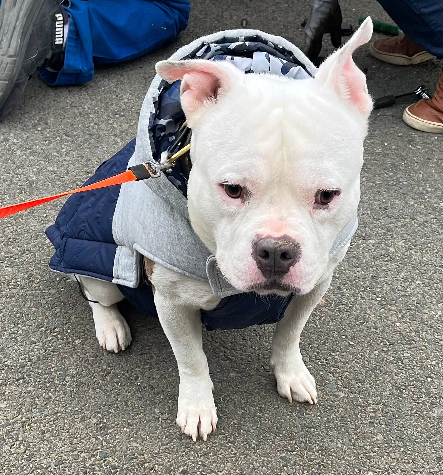 Django participe au concours pour gagner de l'argent avec cette photo : bag, bulldog, canidae, carnivore, collar, companion_dog, dog, dog_breed, dog_clothes, electric_blue, fawn, leash, luggage_and_bags, molosser, non_sporting_group, snout, sporting_group, toy_dog, whiskers, working_animal