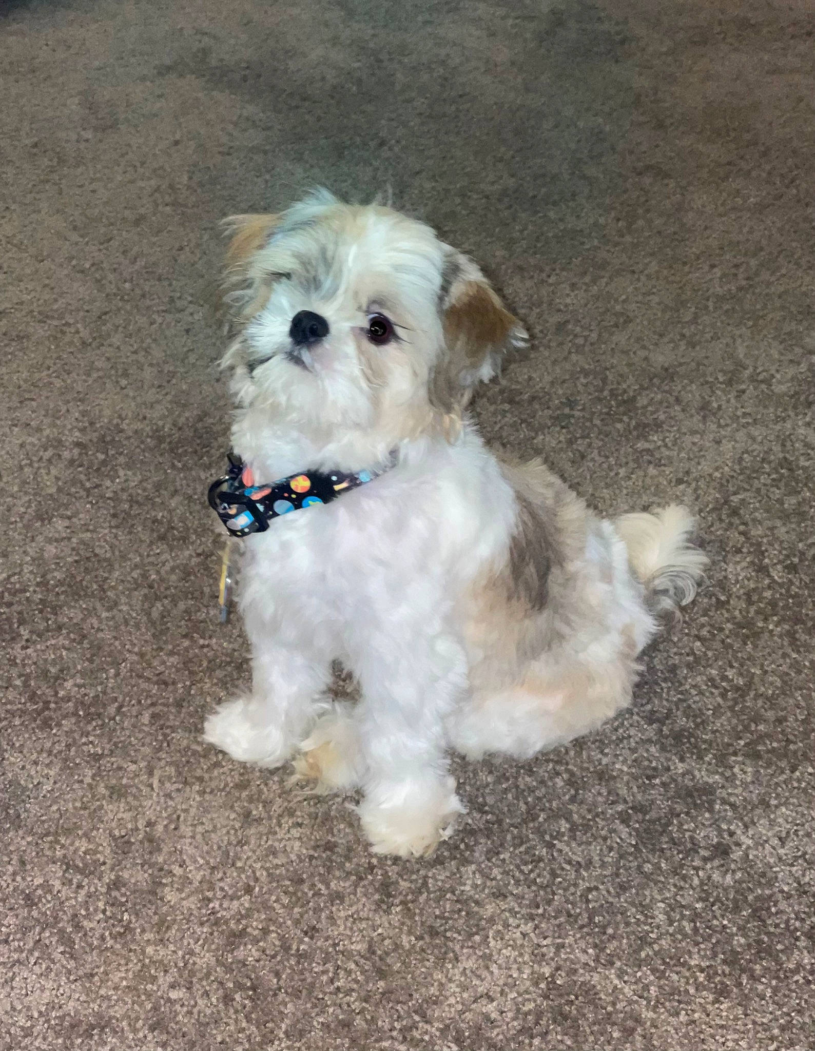 Remi joined the competition — help win amazing prizes! canidae, carnivore, cockapoo, companion_dog, dog, dog_breed, dog_clothes, dog_collar, dog_supply, labradoodle, maltepoo, non_sporting_group, poodle_crossbreed, road_surface, small_terrier, snout, sporting_group, terrier, toy_dog, working_animal