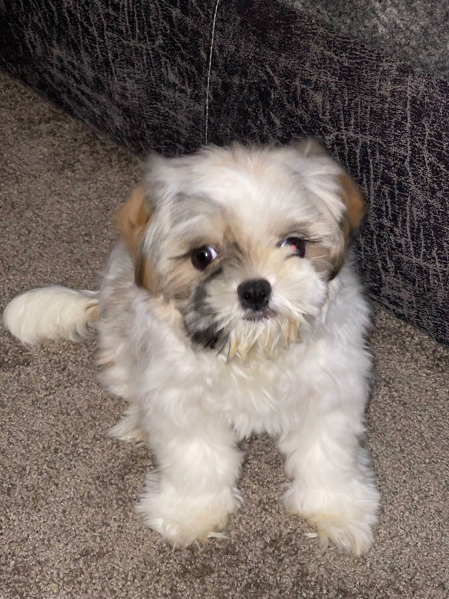 Remi is registered to the contest to win money with this photo: biewer_terrier, carnivore, companion_dog, dog, dog_breed, dog_supply, fur, liver, mal_shi, maltepoo, poodle_crossbreed, shih_poo, small_terrier, snout, sporting_group, terrier, toy_dog, water_dog, working_animal, yorkipoo