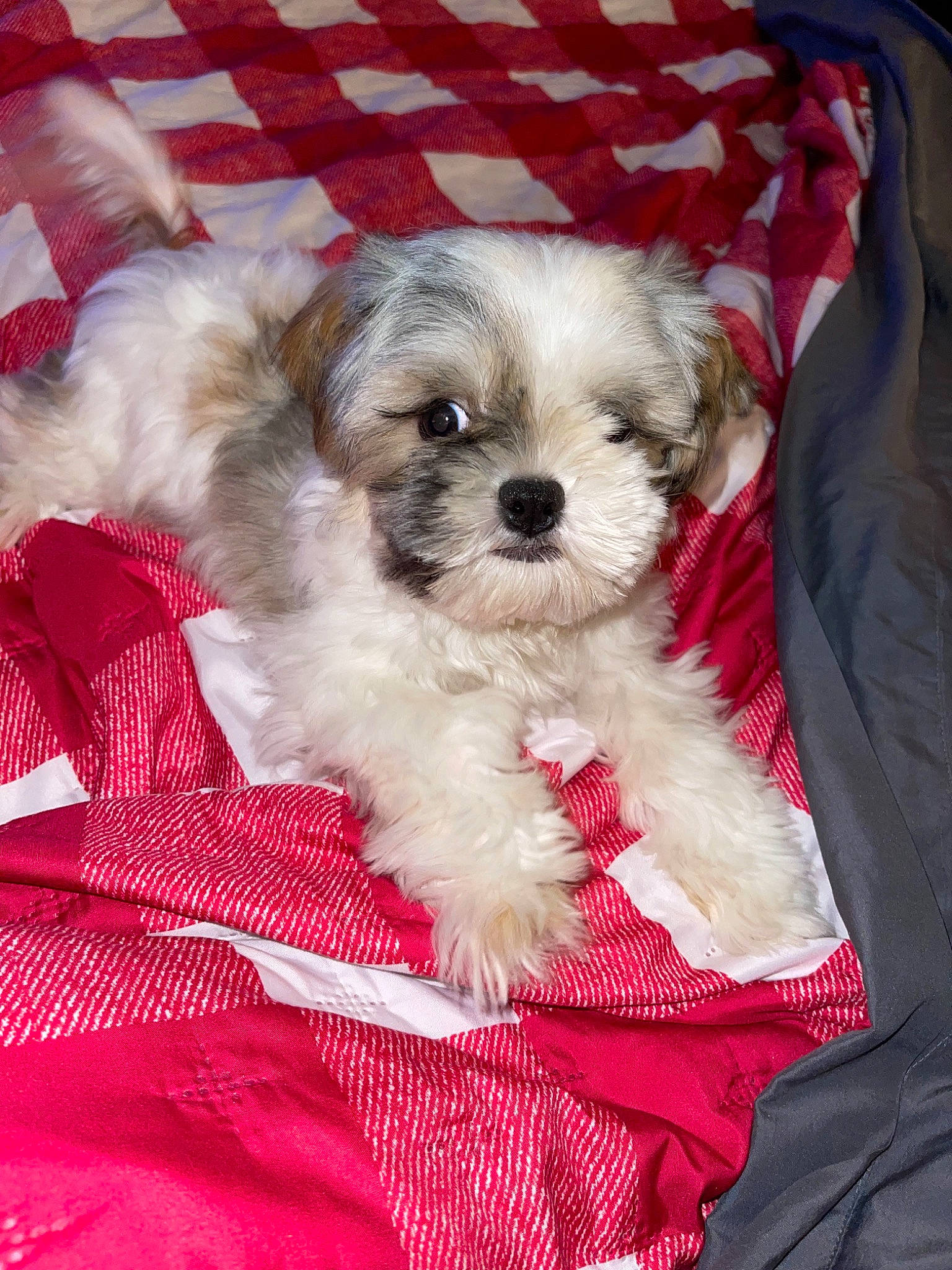 Remi is registered to the contest to win money with this photo: canidae, carnivore, companion_dog, dog, dog_breed, dog_supply, fawn, fur, mal_shi, maltepoo, pattern, poodle_crossbreed, puppy_love, shih_poo, small_terrier, snout, sporting_group, terrier, toy_dog, working_animal