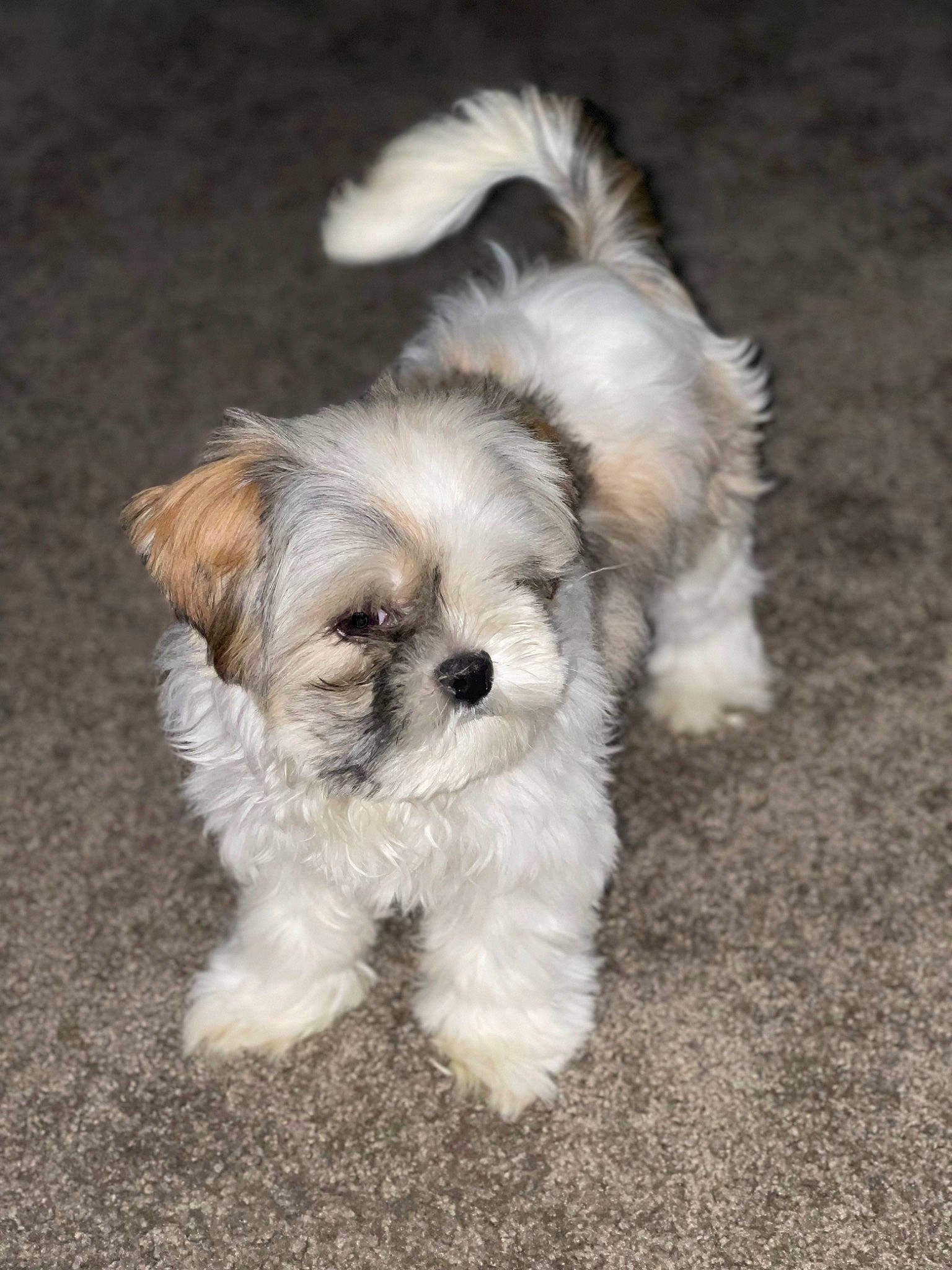 Remi joined the competition — help win amazing prizes! biewer_terrier, canidae, carnivore, companion_dog, dog, dog_breed, dog_supply, fur, liver, mal_shi, maltepoo, poodle_crossbreed, shih_poo, small_terrier, snout, sporting_group, terrier, toy_dog, water_dog, working_animal