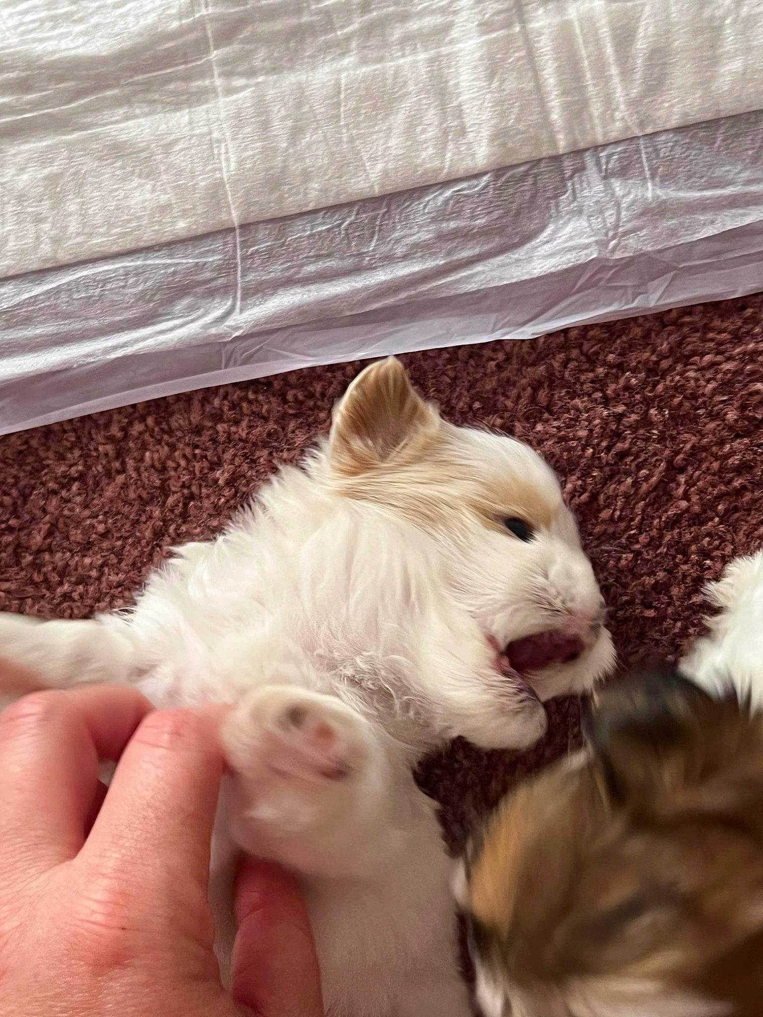 Willow is registered to the contest to win money with this photo: canidae, carnivore, companion_dog, dog, dog_breed, fawn, fur, german_spitz, german_spitz_klein, german_spitz_mittel, indian_spitz, snout, spitz, sporting_group, tail, terrestrial_animal, toy_dog, volpino_italiano, whiskers, working_animal