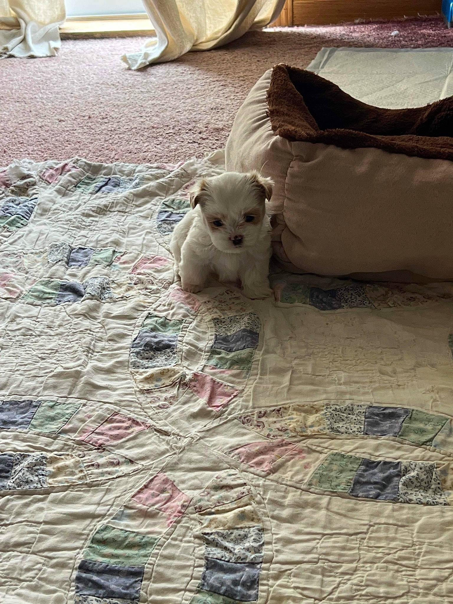 Willow joined the competition — help win amazing prizes! bedding, carnivore, comfort, companion_dog, fawn, felidae, floor, flooring, grey, hardwood, human_leg, linens, morning, road_surface, sand, small_to_medium_sized_cats, textile, tints_and_shades, whiskers, wood