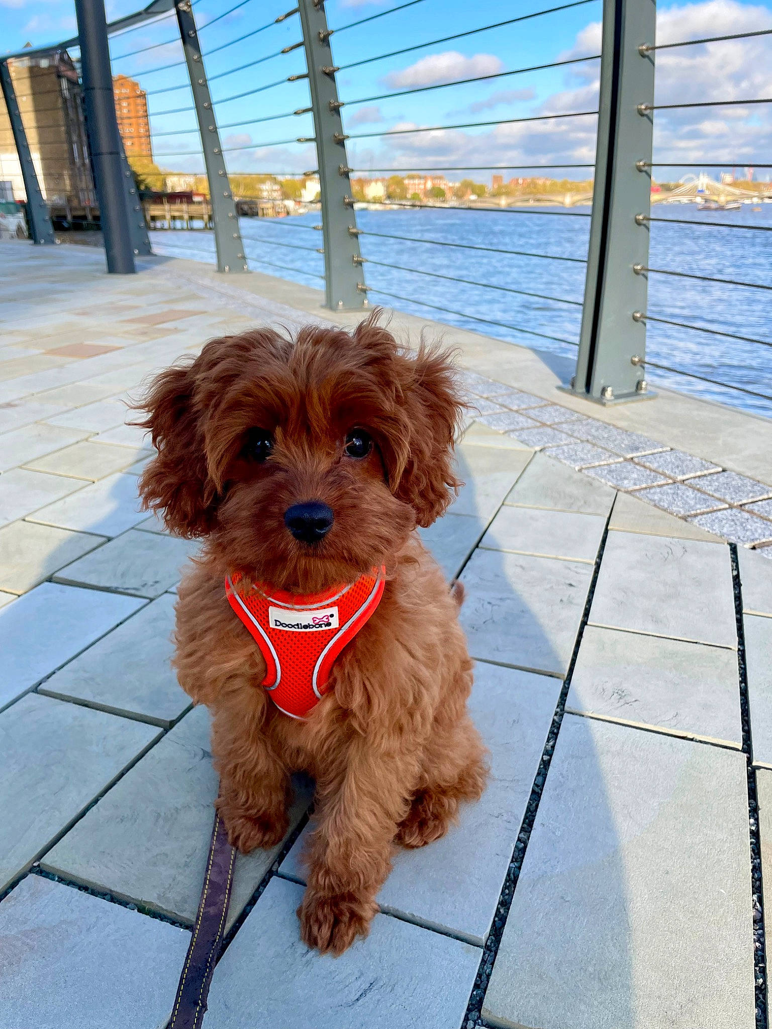 Chelsea joined the competition — help win amazing prizes! canidae, carnivore, cloud, collar, companion_dog, dog, dog_breed, dog_collar, dog_supply, fawn, leash, liver, pet_supply, sky, snout, terrier, toy_dog, water, water_dog, working_animal
