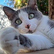 Biscotte participe au concours pour gagner de l'argent avec cette photo : animal, cat, close_up, curious, daylight, feline, focus, gray_and_white, green_eyes, nature, outdoor, paw, pet, playful, portrait, sky, sunlight, tree, whiskers, wooden_surface