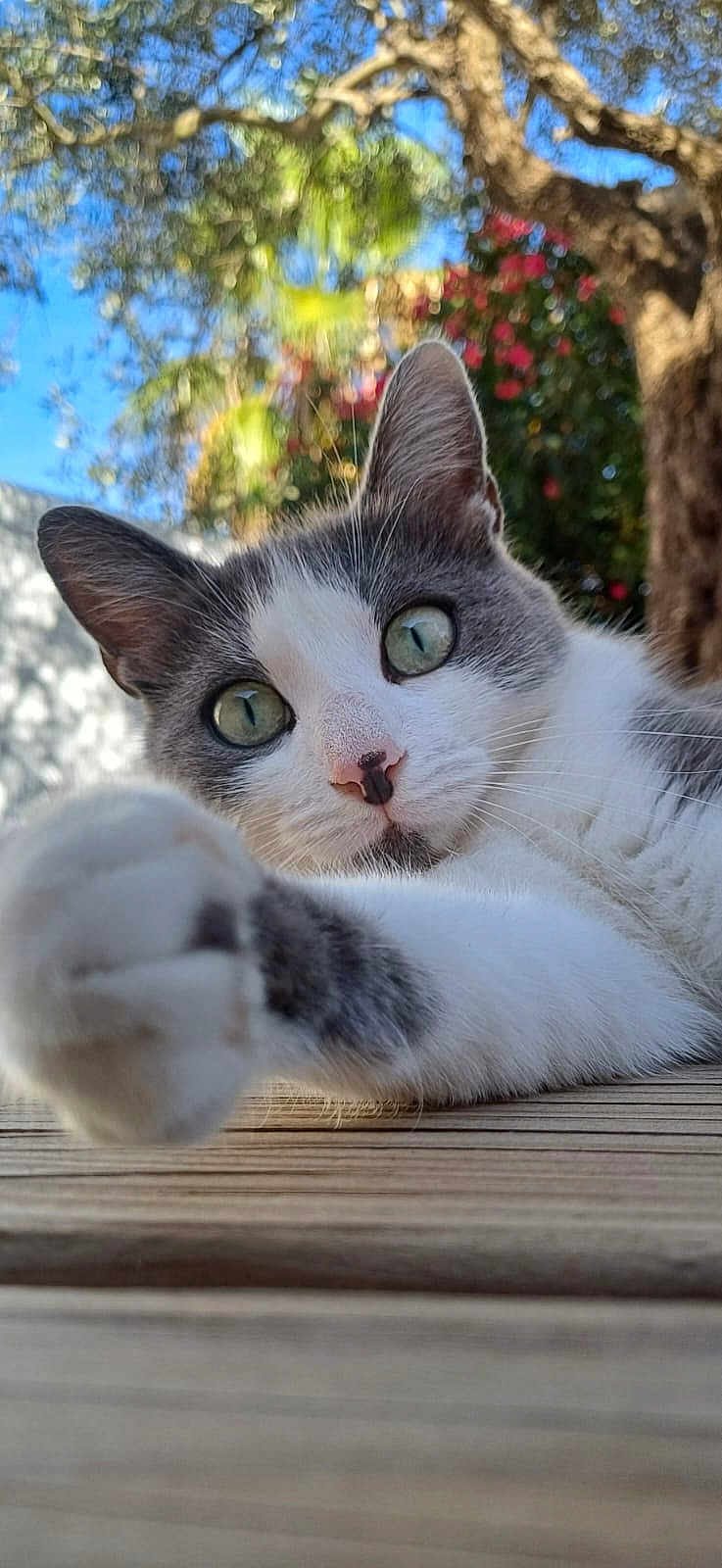 Biscotte