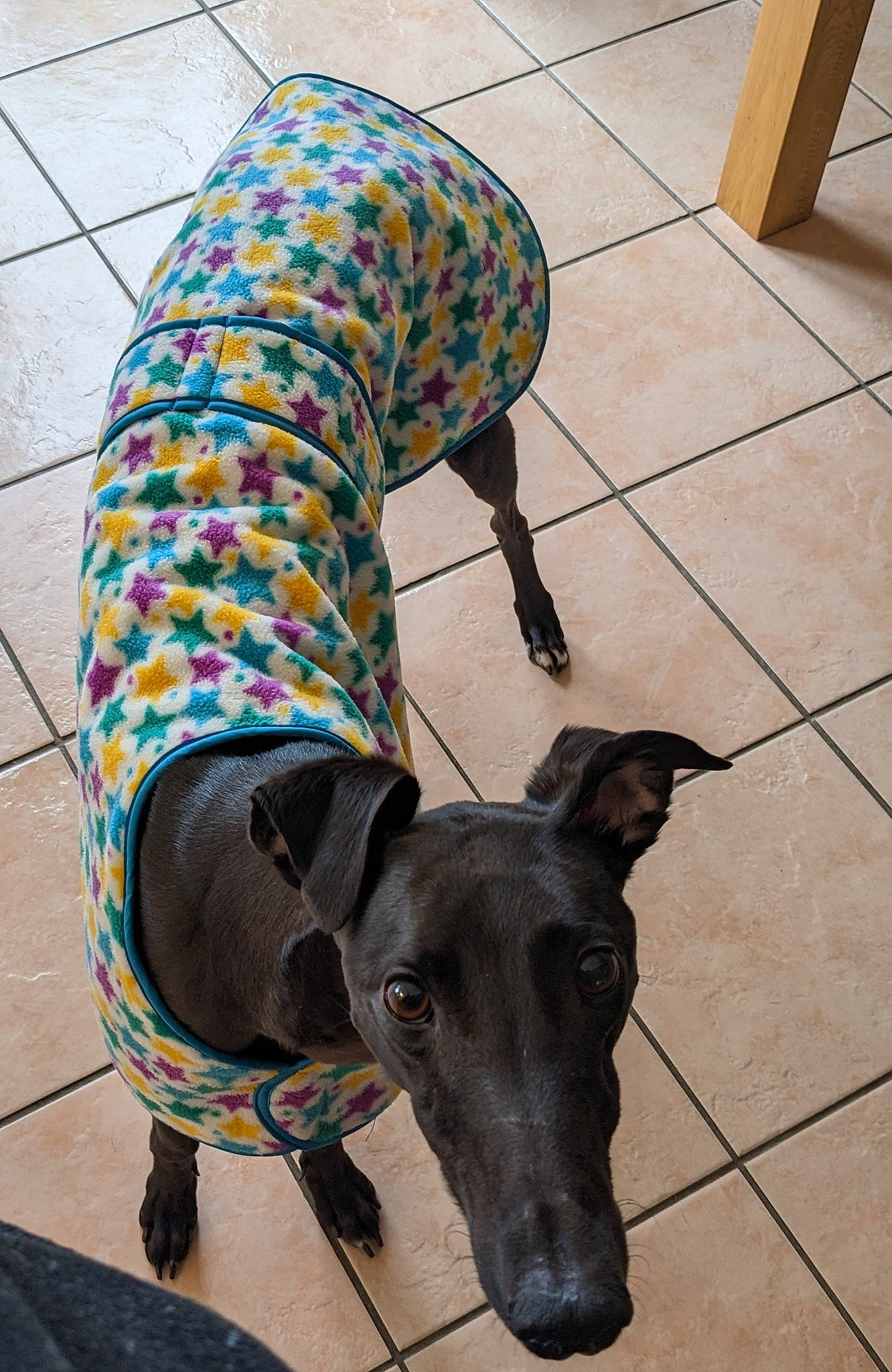 Buttons joined the competition — help win amazing prizes! carnivore, collar, companion_dog, dog, dog_breed, dog_collar, dog_supply, fashion_accessory, fawn, flooring, grey, human_leg, leash, pattern, pet_supply, road_surface, snout, sporting_group, tail, working_animal