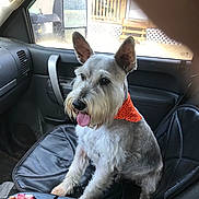 Dippy Doo is registered to the contest to win money with this photo: dog, pet, car_interior, seat, orange_bandana, tongue_out, window, side_mirror, door_handle, leather_seat, groomed_dog, happy, animal, inside_vehicle, transportation, black_seat, seatbelt, furry, companion, domestic_animal
