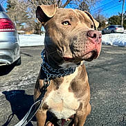 Loki joined the competition — help win amazing prizes! dog, canine, leash, collar, outdoor, pavement, snow, tree, winter, sunny, blue_sky, car, parking_lot, pet, animal, closeup, portrait, brown_coat, alert, daytime