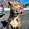 dog, canine, leash, collar, outdoor, pavement, snow, tree, winter, sunny, blue_sky, car, parking_lot, pet, animal, closeup, portrait, brown_coat, alert, daytime