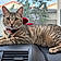 Tiger Lilly