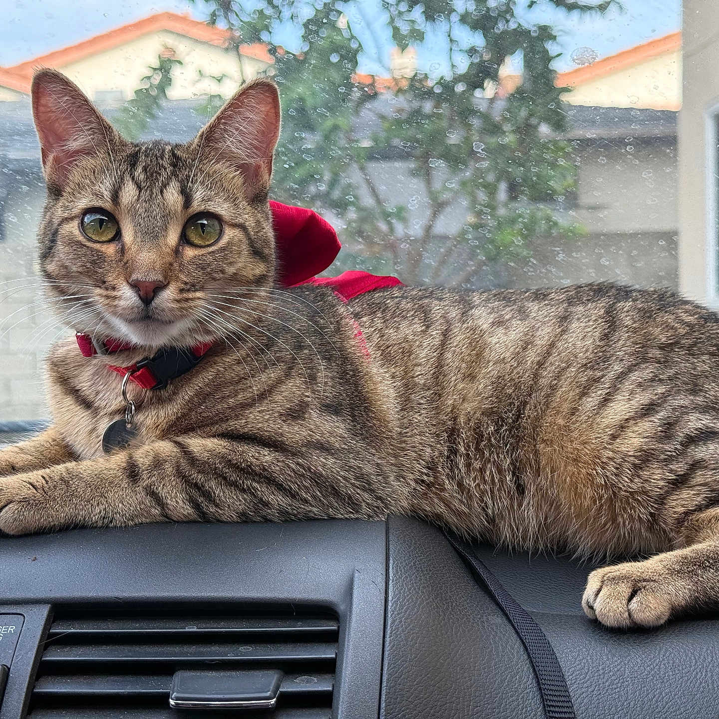 Tiger Lilly