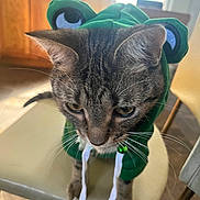 Tiger Lilly is registered to the contest to win money with this photo: cat, tabby_cat, pet, animal, dinosaur_hoodie, green_clothing, costume, hood, cartoon_eyes, whiskers, ears, fur, indoor, kitchen, wooden_cabinets, chair, floor, portrait, close_up, funny