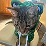 cat, tabby_cat, pet, animal, dinosaur_hoodie, green_clothing, costume, hood, cartoon_eyes, whiskers, ears, fur, indoor, kitchen, wooden_cabinets, chair, floor, portrait, close_up, funny