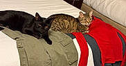 Tiger Lilly is registered to the contest to win money with this photo: cats, black_cat, tabby_cat, pets, animals, felines, bed, bedroom, clothing, pants, jacket, red, khaki, white_bedding, blanket, relaxed, lying_down, indoor, cozy, portrait