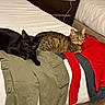 cats, black_cat, tabby_cat, pets, animals, felines, bed, bedroom, clothing, pants, jacket, red, khaki, white_bedding, blanket, relaxed, lying_down, indoor, cozy, portrait